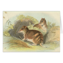 Richard Lydekker - Gunn's Bandicoot Card