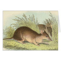Richard Lydekker - Long-Nosed Bandicoot Greeting Cards