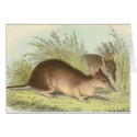 Richard Lydekker - Long-Nosed Bandicoot cards