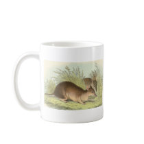 Richard Lydekker - Long-Nosed Bandicoot Promo Coffee Mugs