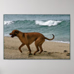 Ridgeback by the Sea Posters