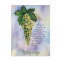 Riesling Wine Grapes Postcard