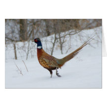 Ring-Neck Pheasant in Snow Holiday Greeting Card