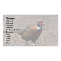 Ring-necked cock pheasant, alert and wary in a stu business card templates
