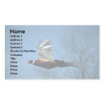 Ring-necked cock pheasant in flight business cards