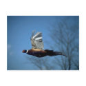Ring-necked cock pheasant in flight postcards