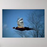 Ring-necked cock pheasant in flight posters