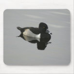 Ring-necked Duck mousepads