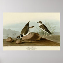 Ring Plover Poster