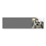 ring tail lemur bumper stickers