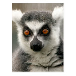 ring tail lemur postcards