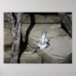Ring Tail Lemur posters