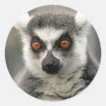 ring tail lemur stickers