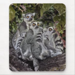 Ring Tail Lemurs in a Line mousepads