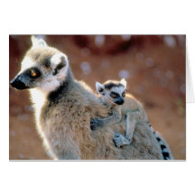 "Ring Tailed Lemur And Baby Card