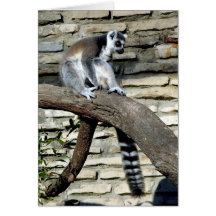 Ring-tailed Lemur Card