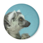 Ring-tailed Lemur Classic magnets