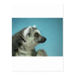 Ring-tailed Lemur Classic Post Card