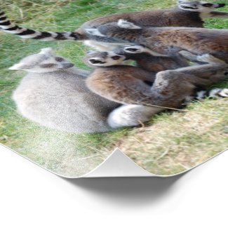 Ring Tailed Lemur Family photoenlargement
