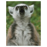 Ring-Tailed Lemur flyers
