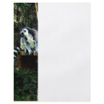 Ring-Tailed Lemur flyers