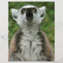 Ring-Tailed Lemur Flyer Design