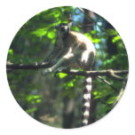 Ring-Tailed Lemur in tree stickers