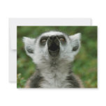 Ring-Tailed Lemur invitations