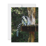 Ring-Tailed Lemur invitations