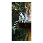 Ring-Tailed Lemur photo cards