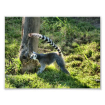 Ring Tailed Lemur