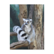 Ring-tailed lemur post card