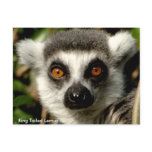 Ring-Tailed Lemur Postcard