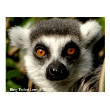 Ring-Tailed Lemur Postcard