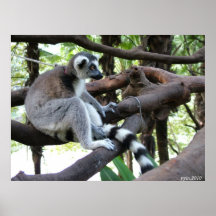 ring tailed lemur posters