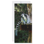 Ring-Tailed Lemur rack cards