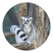 Ring-tailed lemur sticker
