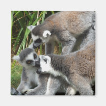 Ring Tailed Lemurs Magnet