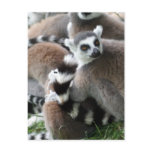 Ring Tailed Lemurs Postcard
