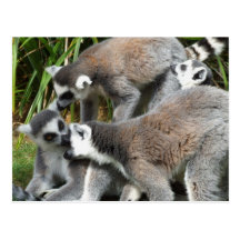 Ring Tailed Lemurs Postcard