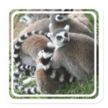 Ring Tailed Lemurs Sticker