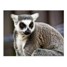 Ring Tailed Limur Postcards