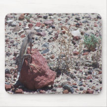 ring tailed lizard mousepad