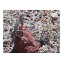 ring tailed lizard post card