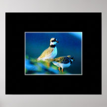 Ringed Plovers Birds art on canvas print