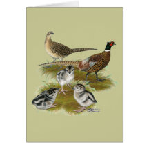 Ringneck Pheasant Family Cards