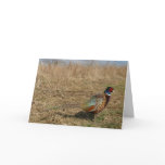 Ringneck Pheasant Notecard 3