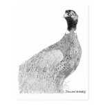 Ringneck Pheasant Post Card