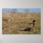 Ringneck Pheasant