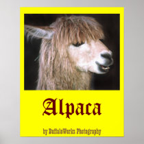 Ringo the Alpaca Poster